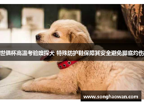 世俱杯高温考验嗅探犬 特殊防护鞋保障其安全避免脚底灼伤